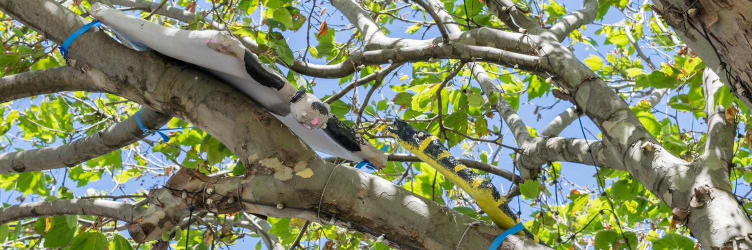 Sugar Glider and Yellow-Bellied Black Snake