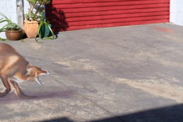 Fox and Penguins